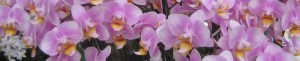Orchids