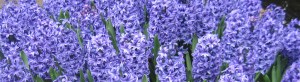 Hyacinth