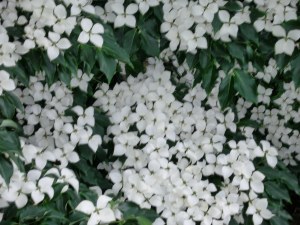 White blossoms
